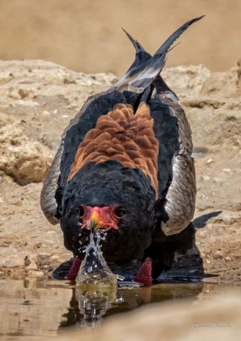 Bateleur Eagle at waterhole, Kgalagadi, Souith Africa