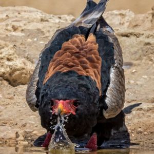 Bateleur Eagle at waterhole, Kgalagadi, Souith Africa