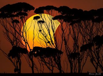 Sun Eclipse behind Trees, Overberg, South Africa