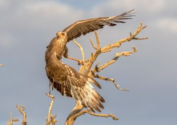 Juvenile Pale Chanting Goshawk, Kgalagadi, South Africa