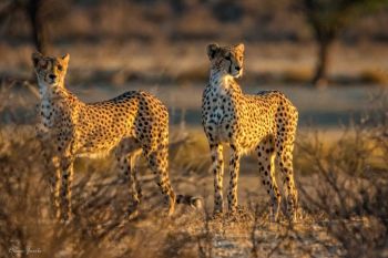 Cheeta Lookout at Kgalagadi South Africa