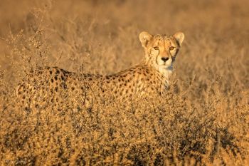 Cheeta in Kgalagadi, South Africa