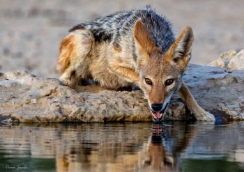 Jackal of the Kgalagadi