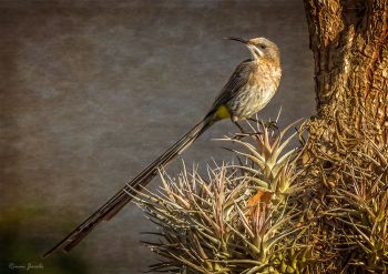 Cape Sugarbird Male, Overberg, South Africa