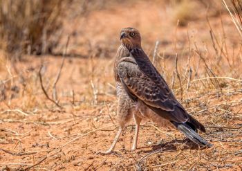 Pale Chanting Goshawk, Juvenile bird, Kgalagadi, South Africa
