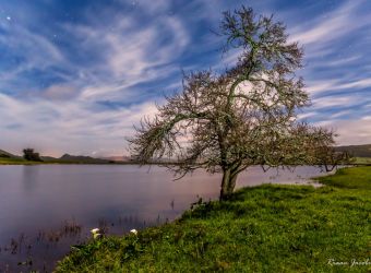 Midnight Tree, Murasie, Overberg