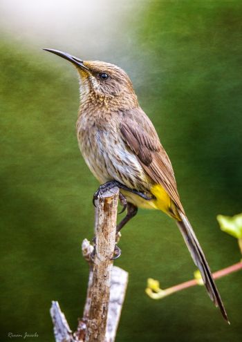 Cape Sugarbird, Kleinbaai, Overberg, South Africa