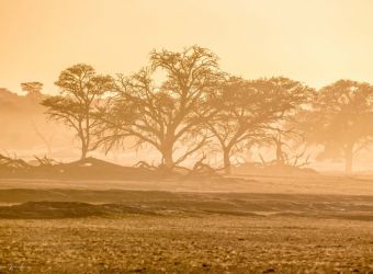 Dusty Sunrise Kgalagadi, south Africa