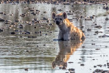 Spotted Hyena taking a bath in the Kgalagadi, South Africa