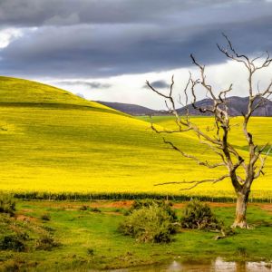 Dead tree near canola fields, Overberg, South Africa