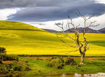 Dead tree near canola fields, Overberg, South Africa