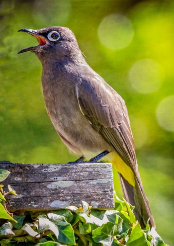 Cape Bulbul, Kleinbaai, Overberg, South Africa