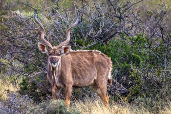 Kudu bull