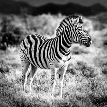 Zebra in monochrome