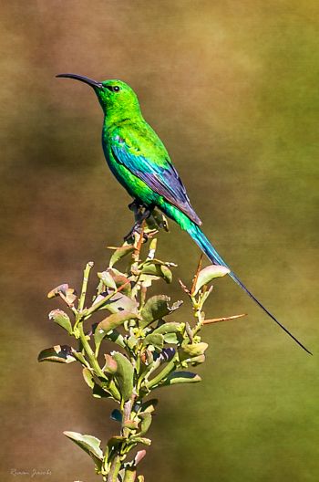 Malachite Sunbird, Overberg, South Africa