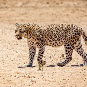 Female Leopard in Kgalagadi, South Africa