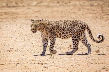Female Leopard in Kgalagadi, South Africa