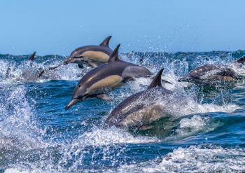 Common Bottle-nose Dolphins near Gansbaai