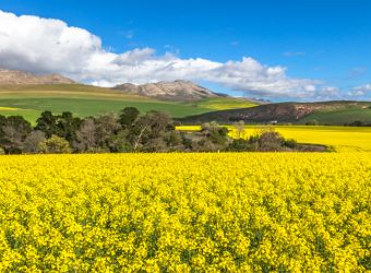 Canola Fields in Overberg