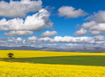 Canola Fields in Overberg