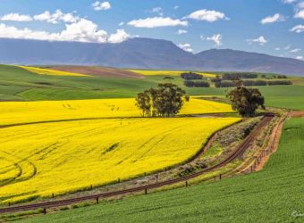 Canola Fields in Overberg