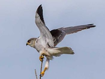 Black Shouldered Kite, Overberg. South Africa