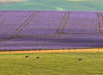 Overberg in Purple near the town of Caledon, South Africa