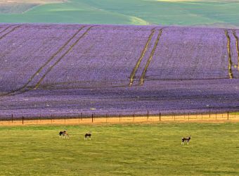 Overberg in Purple near the town of Caledon, South Africa