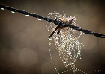 Dew on Barbwire, Overberg, South Africa
